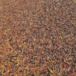 Close-up detail of TigerTrak surfacing showing colourful shredded rubber mulch